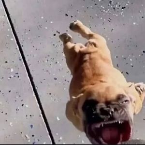 Meet your Posher, Sam